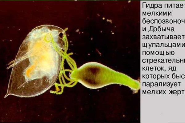 Кракен наркокортель
